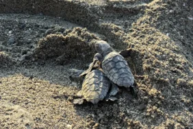 Caretta caretta