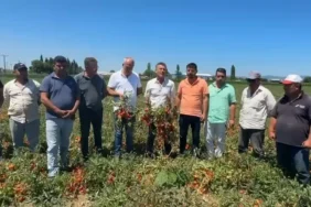 orhan-sarıbal domates