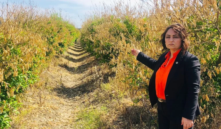 Çukurova’da narenciye alarmı: Ürün dalında çürüyor, üretici borç batağında