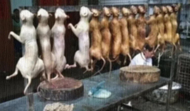 Kedi, Köpek, Maymun eti yenir mi?